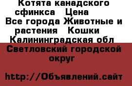 Котята канадского сфинкса › Цена ­ 15 - Все города Животные и растения » Кошки   . Калининградская обл.,Светловский городской округ 